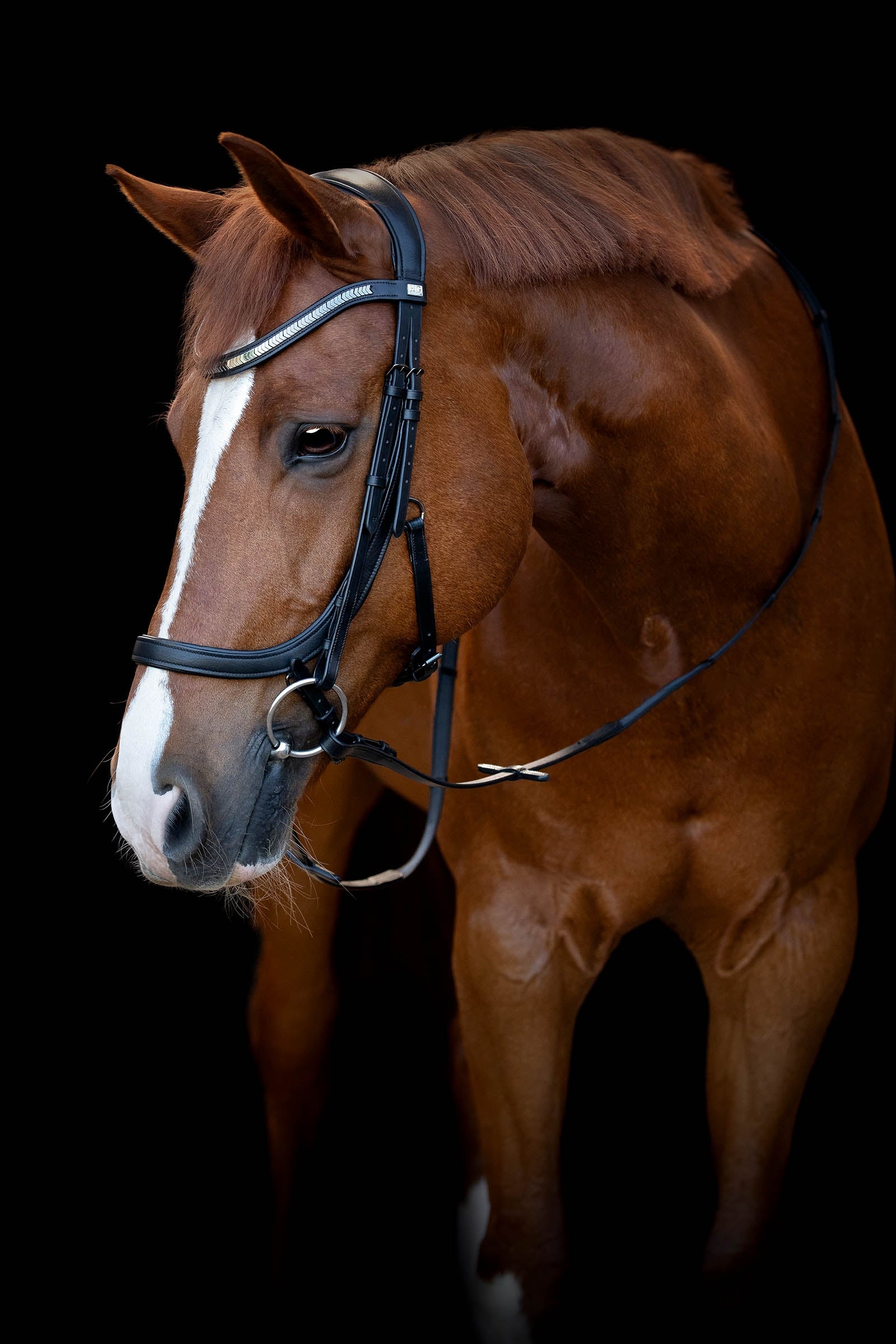 Horse Guard HorseGuard Tine Anatomic Bridle Bridles & Reins
