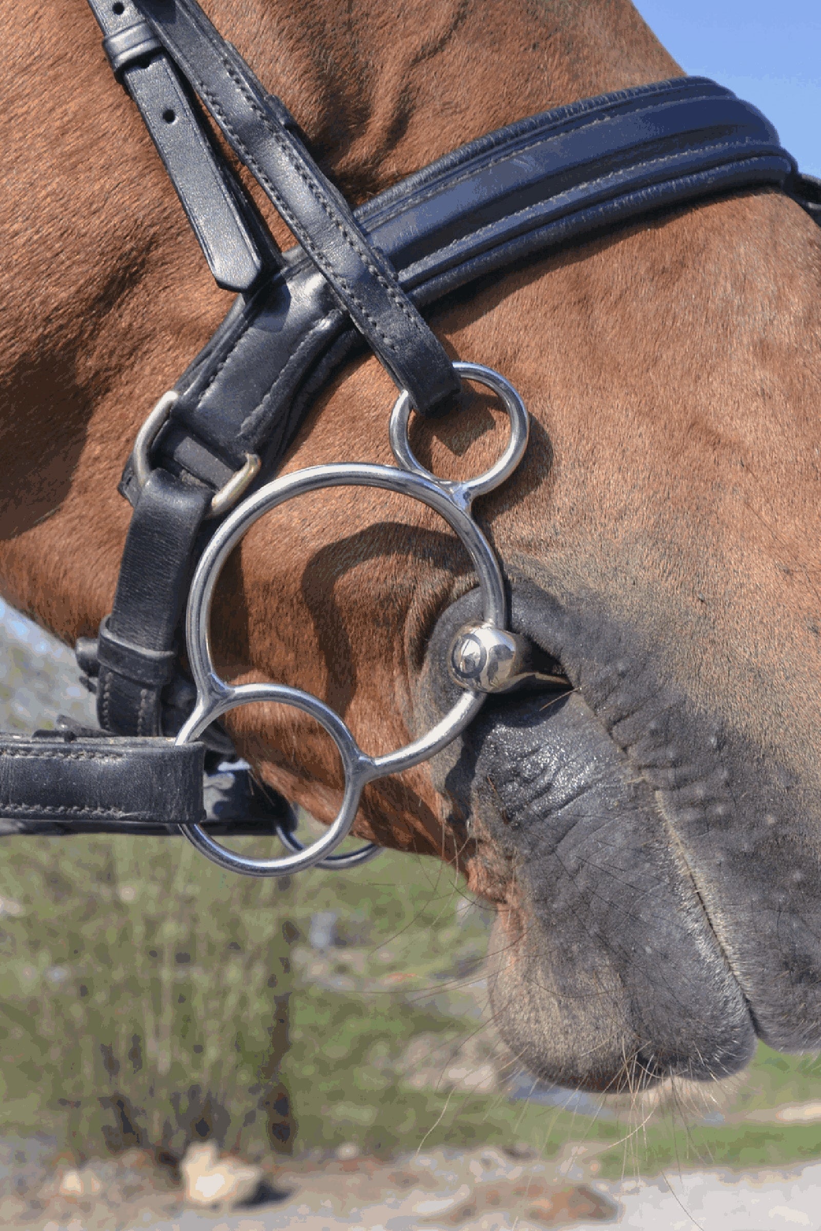 Sprenger KK Universal Geb.Sensogan 14MM Single Joint Horse Bits