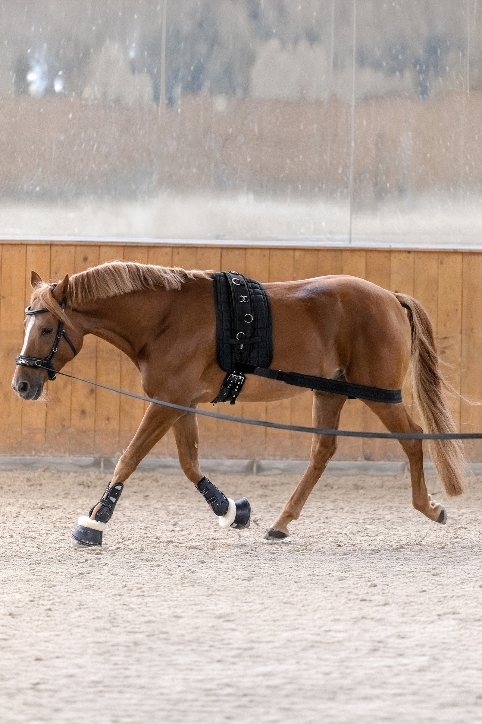 Waldhausen bodybandasje for aktivering av bakparten Leg & Hoof Protection
