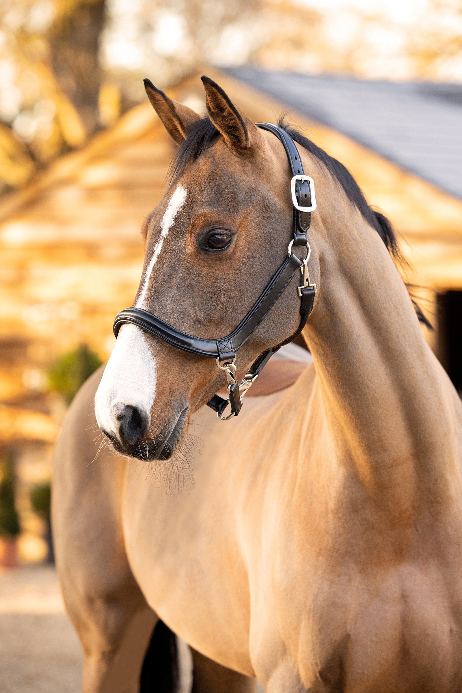 LeMieux Leather Grooming Headcollar Halters & Leads