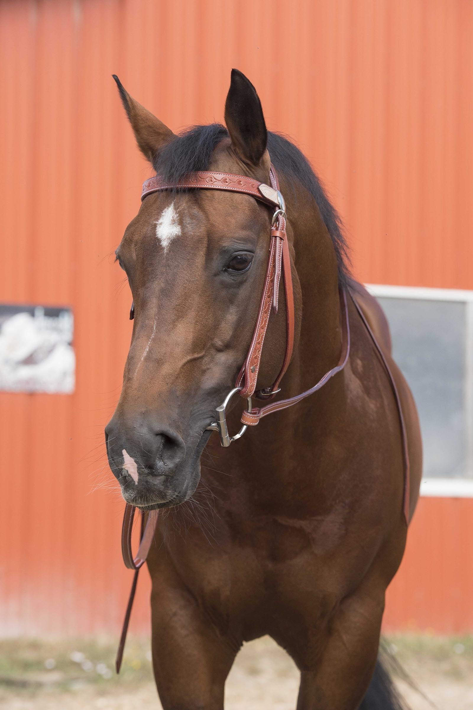 WESTRIDE Bridle Two-Tone Bridles & Reins