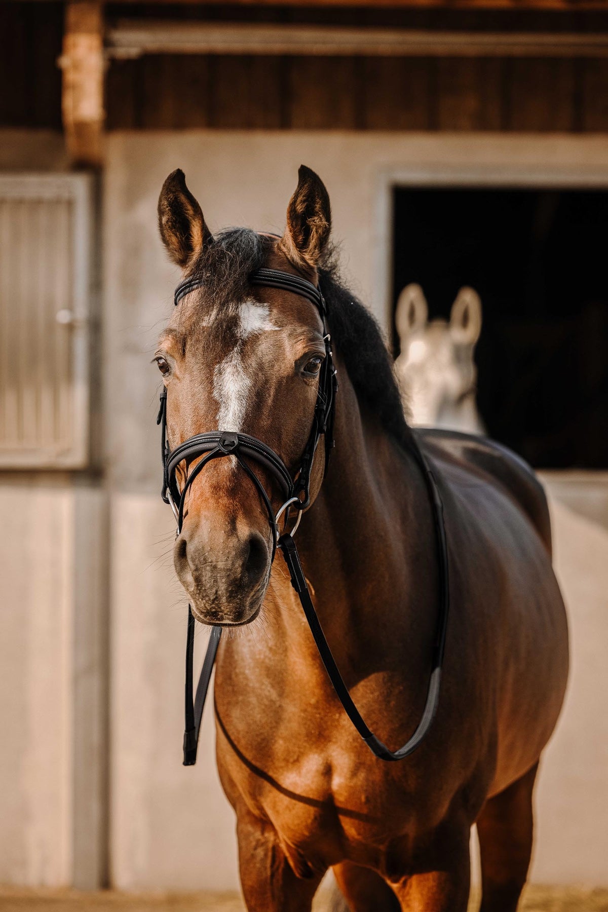ERIC THOMAS Work Bridle Bridles & Reins