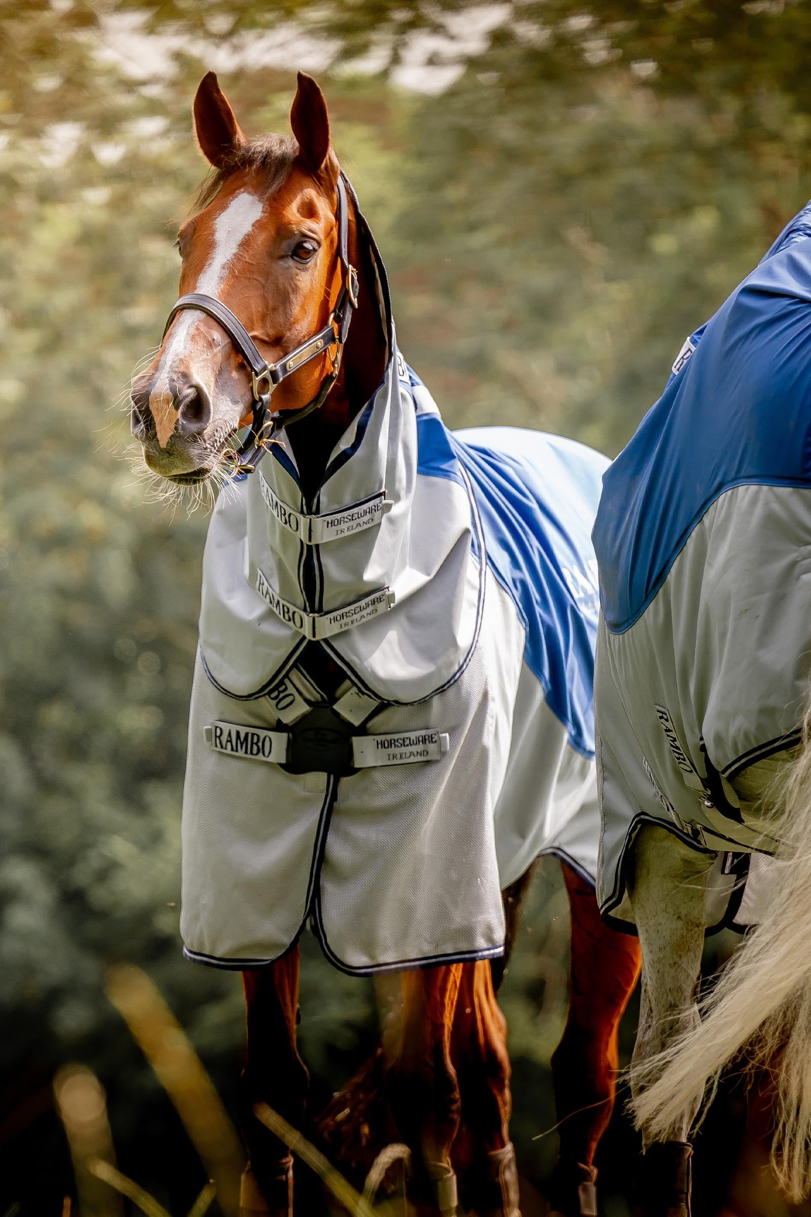 Horseware Rambo Autumn Series Turnout Rug With Liner (0g / 100g) Horse Rugs