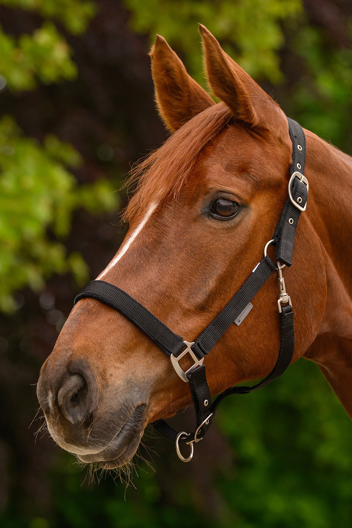 Waldhausen Clever-Open Safety Halter Halters & Leads