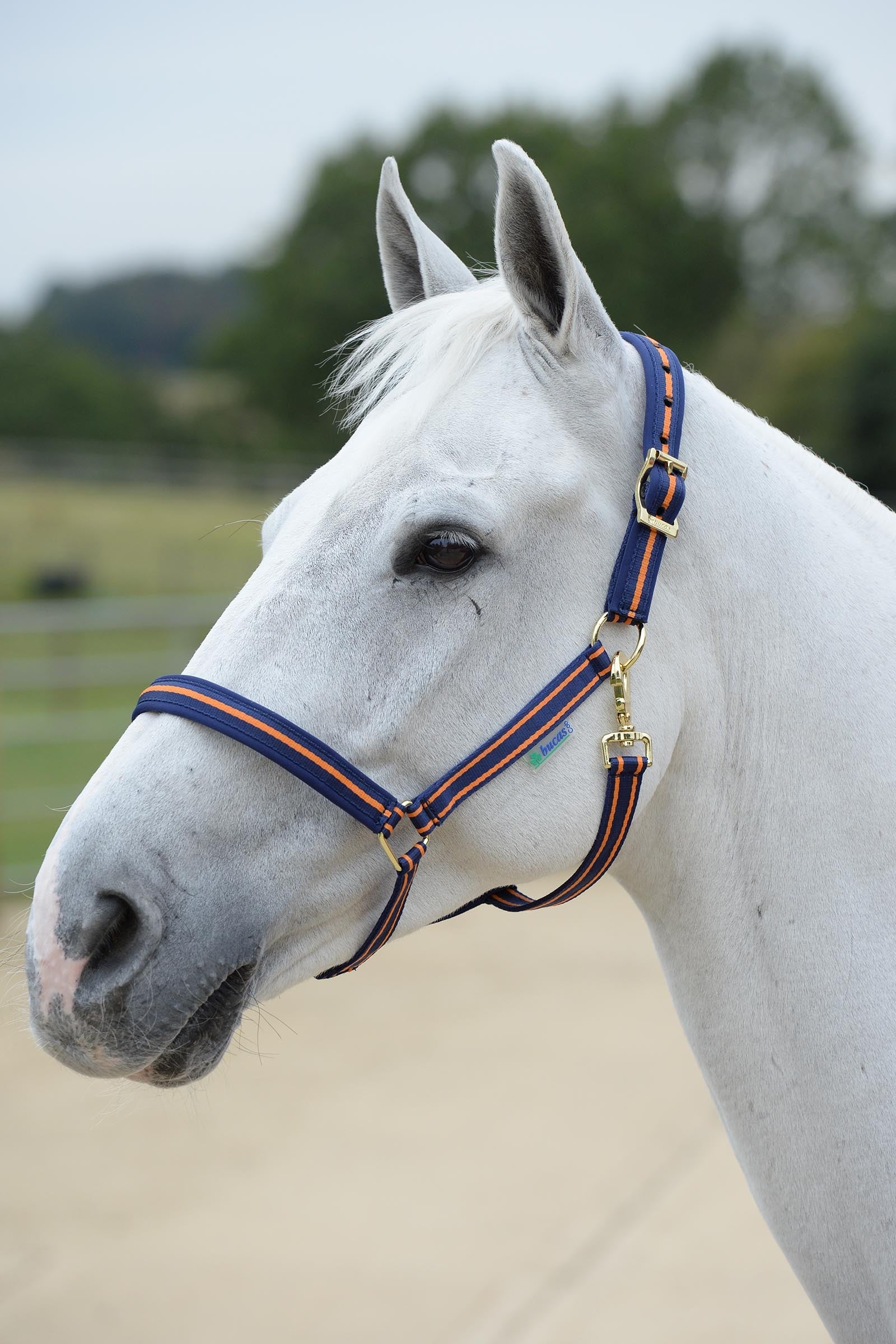 Bucas Dublin Padded Luxury Halter Halters & Leads