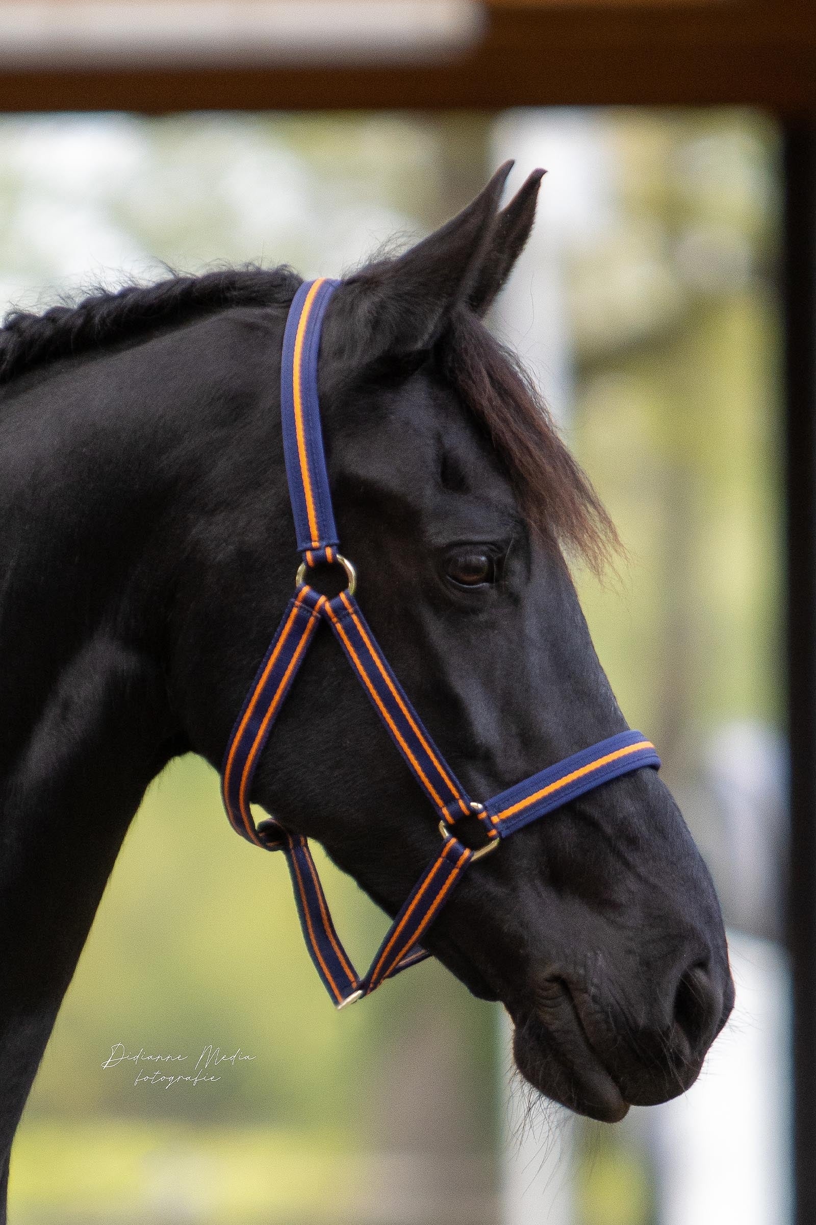 Bucas Dublin Padded Luxury Halter Halters & Leads