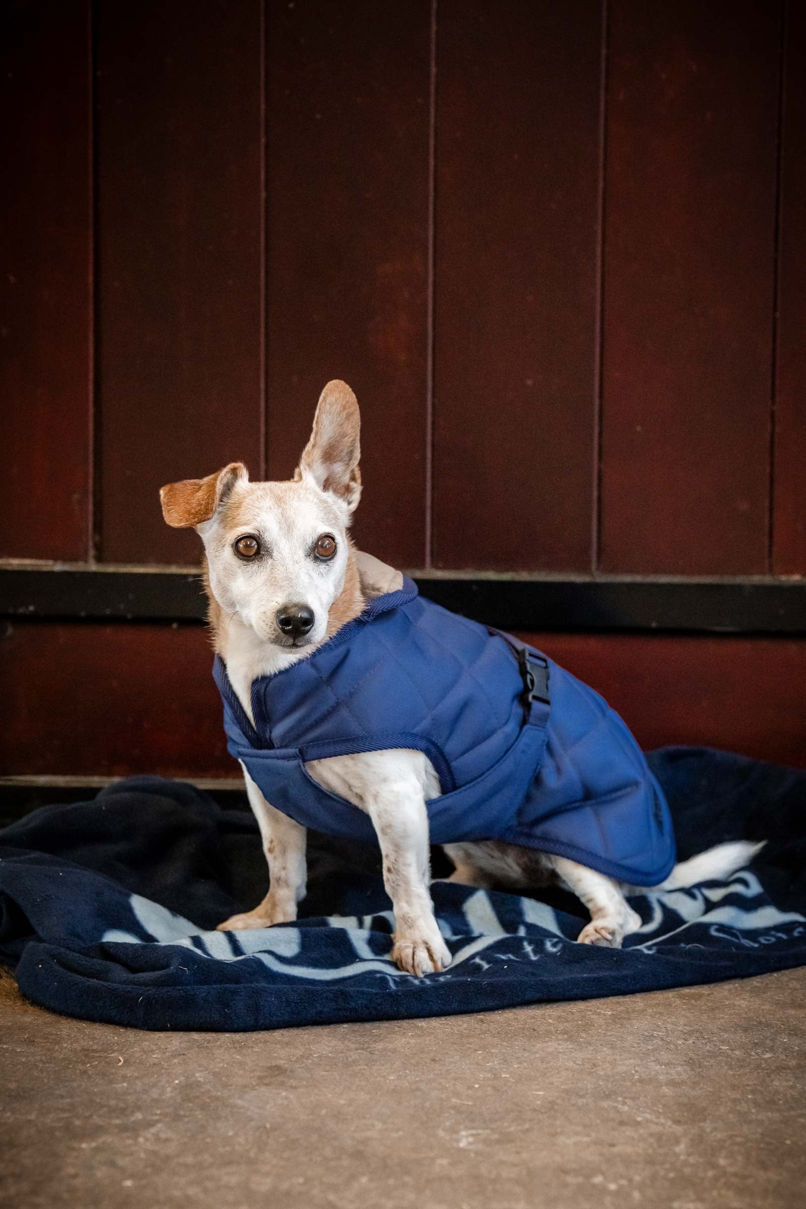 Bucas Cosy Dog Rug Hundeutstyr
