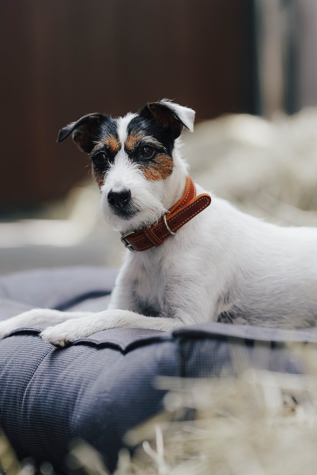 Eskadron Hunter x ESKADRON CRAFT Dog Collar Dog Accesories
