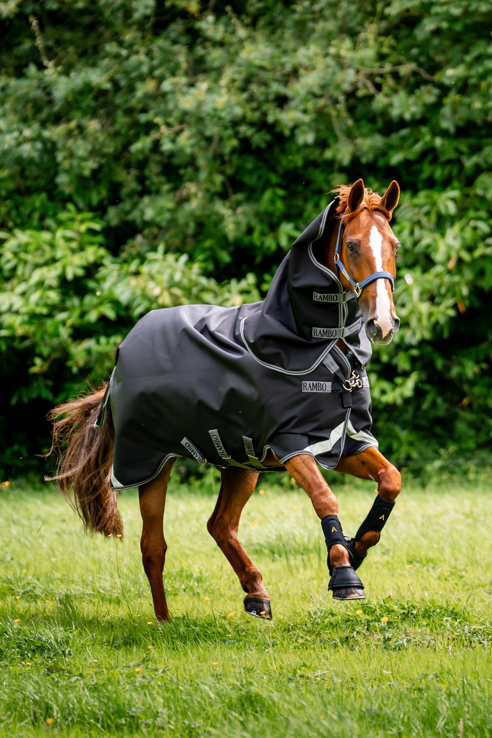 Horseware Rambo 1680D Plus Turnout Rug, 100 g Horse Rugs