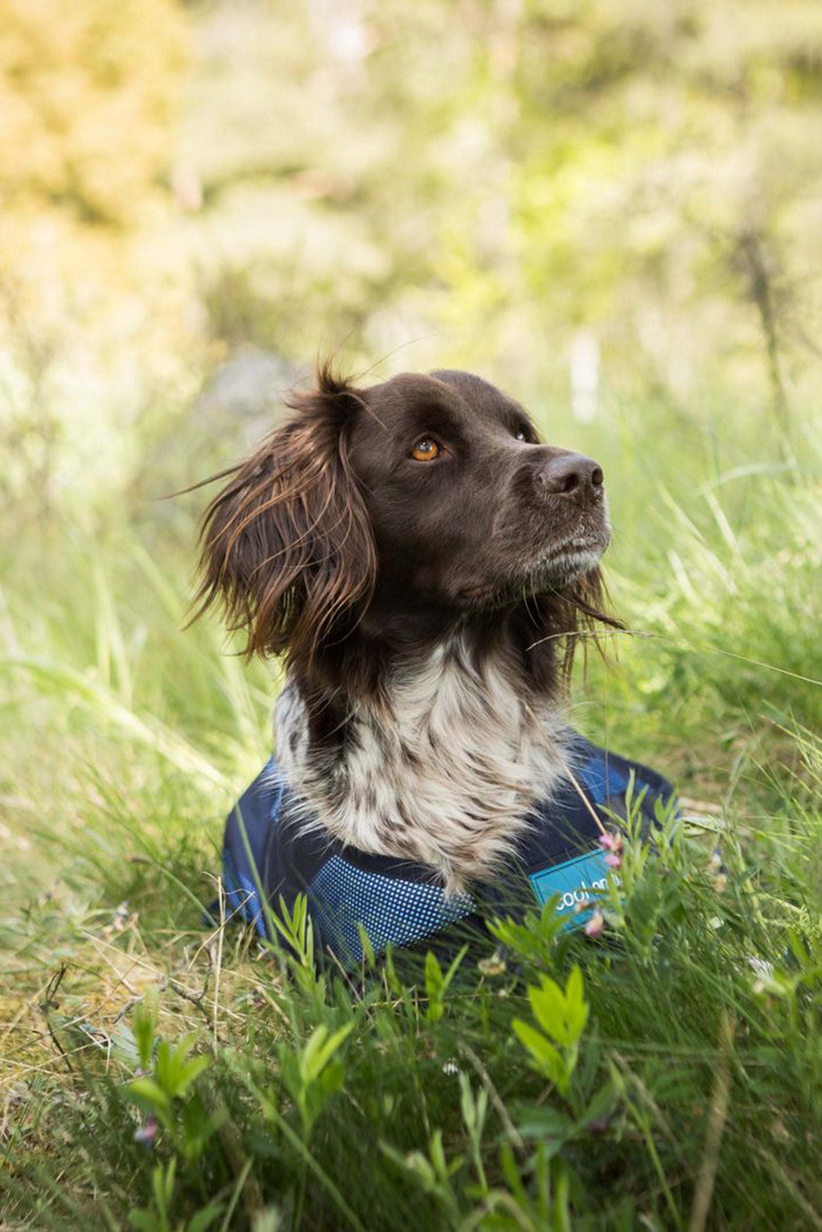 Back on Track Cool On Track Dog Coat 2.0 Dog Accesories
