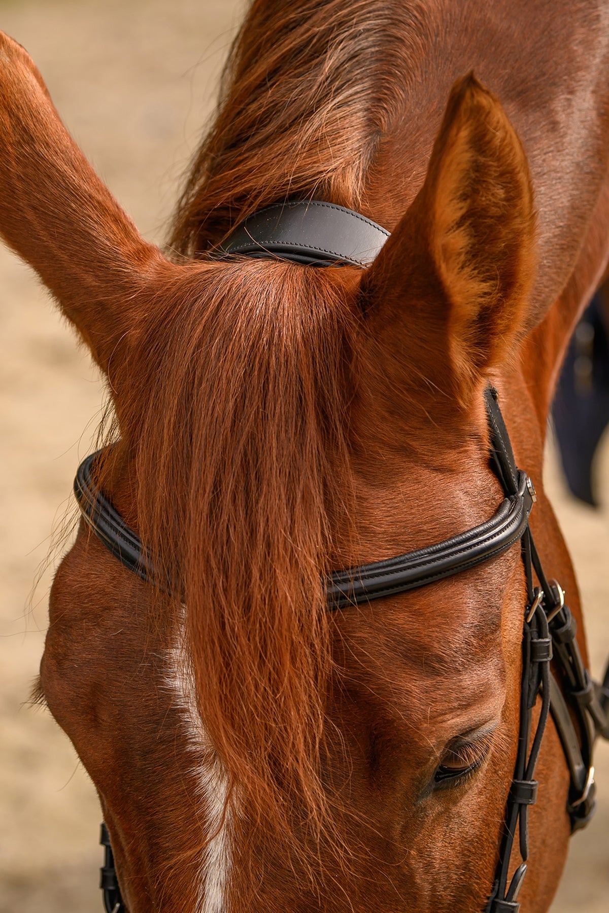 Waldhausen X-Line Bitless Sensitive Bridle Bridles & Reins