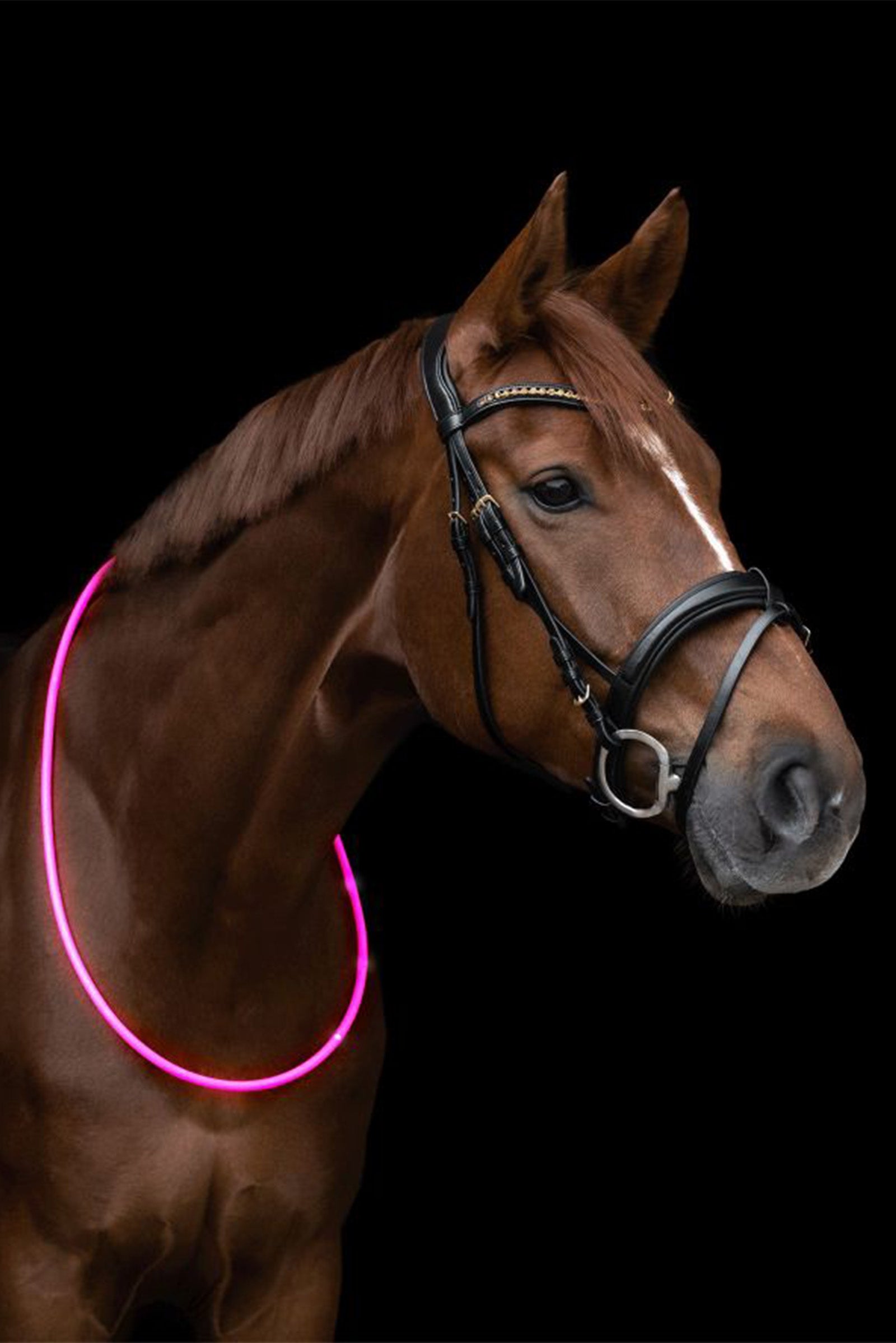 Waldhausen ELT LED-Neck Strap for Horse Reflective