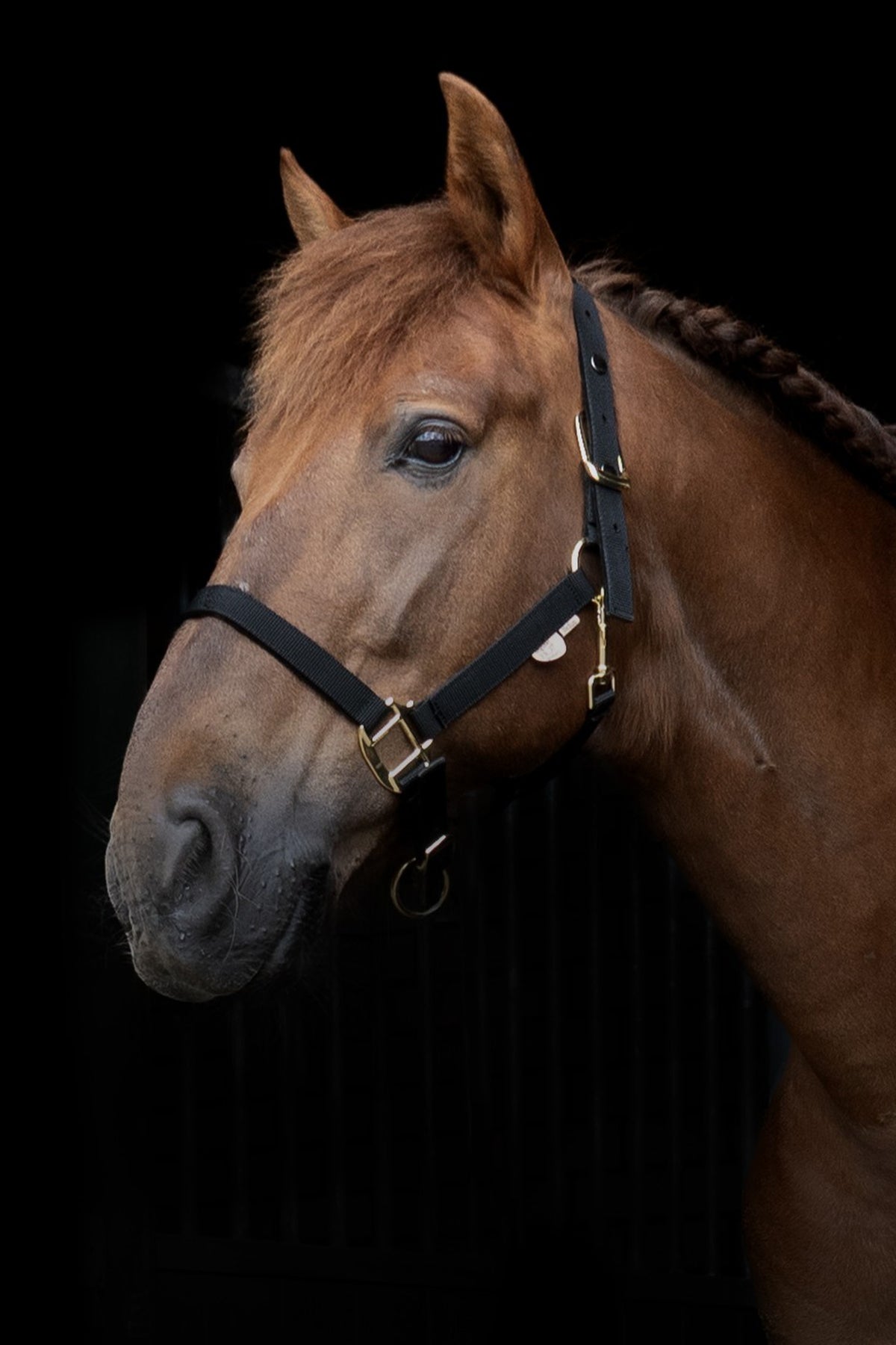 F.R.A. Freedom Riding Articles Break Away 2-in-1 Halter Halters & Leads
