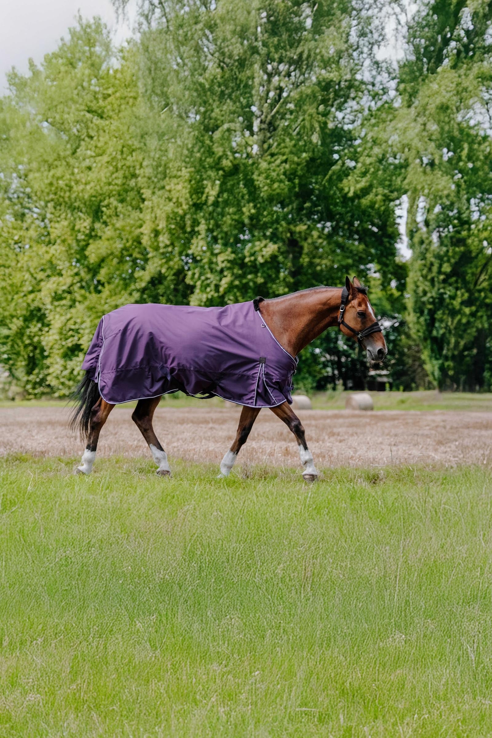 Equi Theme EQUITHÈME TYREX Aisance 600D Turnout Rug, 50 g Horse Rugs