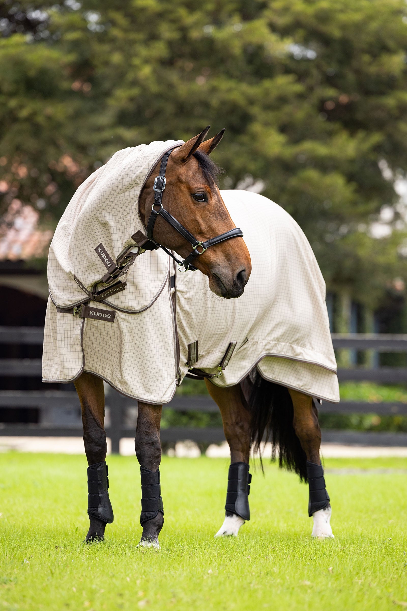 LeMieux Kudos Field Rug Horse Rugs