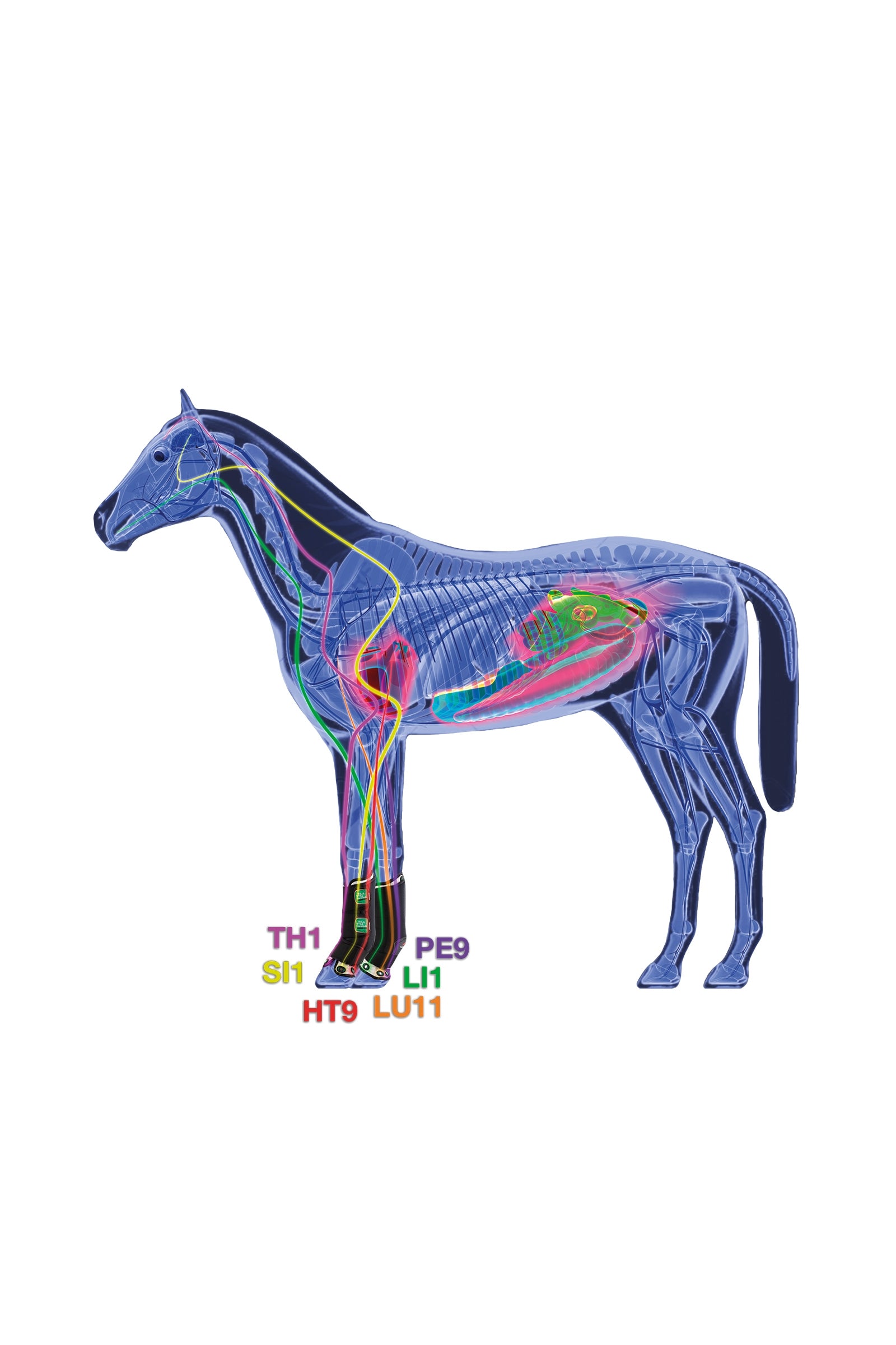 Zandona Therapeutic Wellness Support Boot Air front Leg Protection & Hoof Protection for Horses
