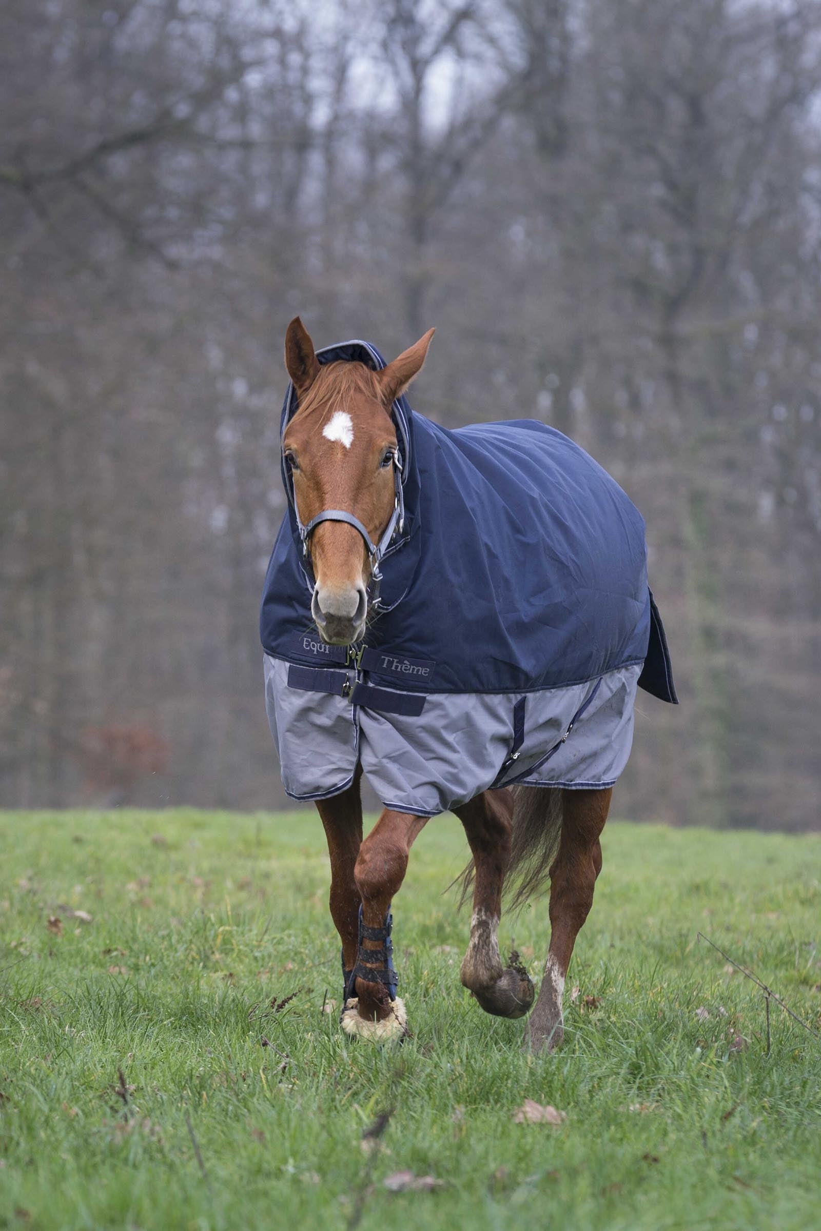 Equi Theme EQUITHÈME TYREX 600D Combo Rug, 200 g Horse Rugs
