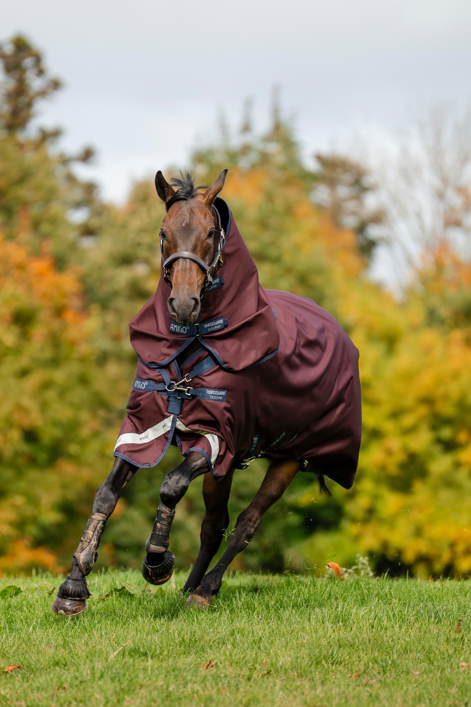 Horseware Amigo Bravo 12 Plus Turnout Rug, 250 g Horse Rugs