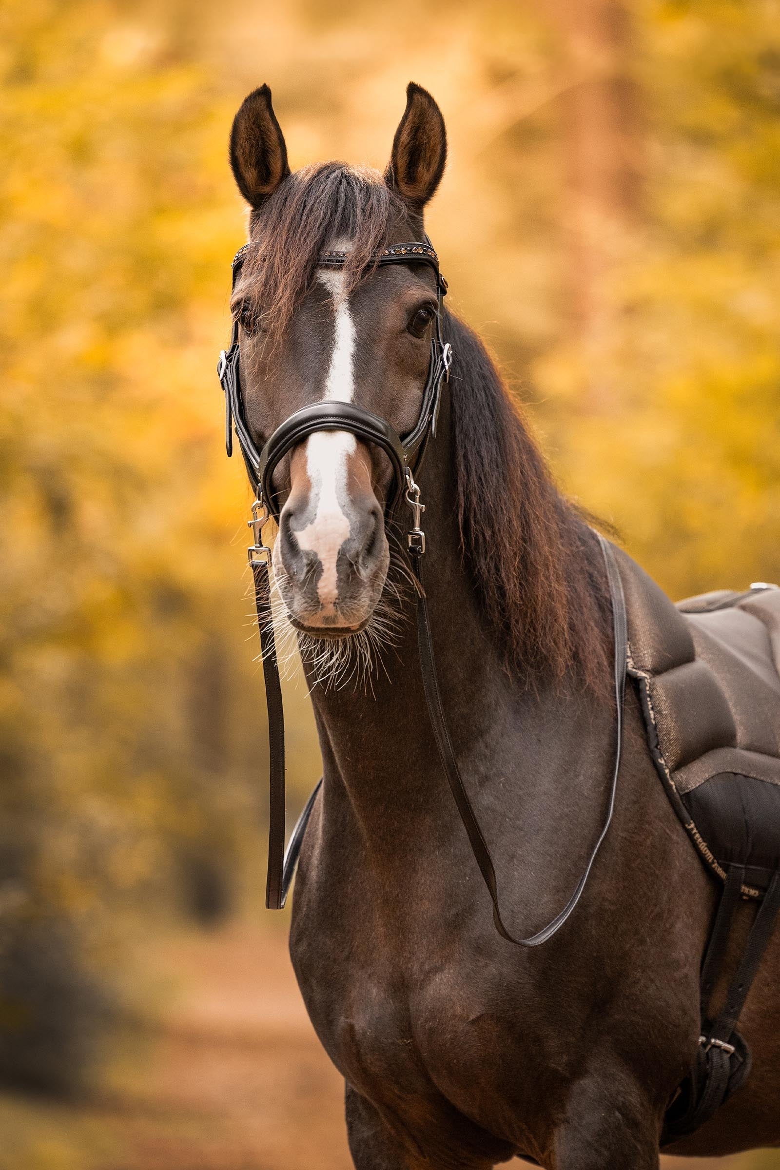 F.R.A. Freedom Riding Articles Moonlight Bitless Bridle, Side-Pull (System 3) Bridles & Reins
