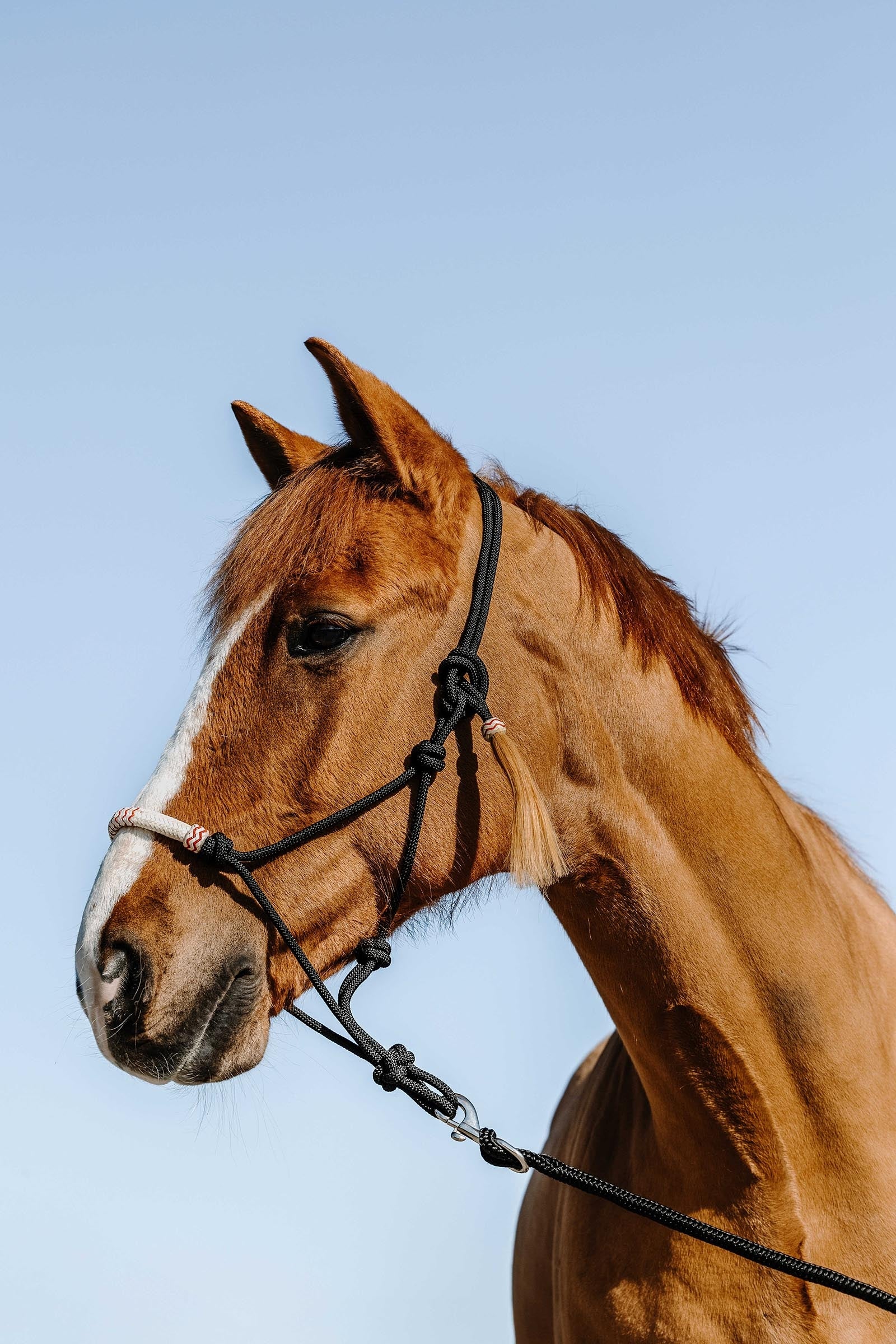 WESTRIDE Western taugrime Grimer og leietau