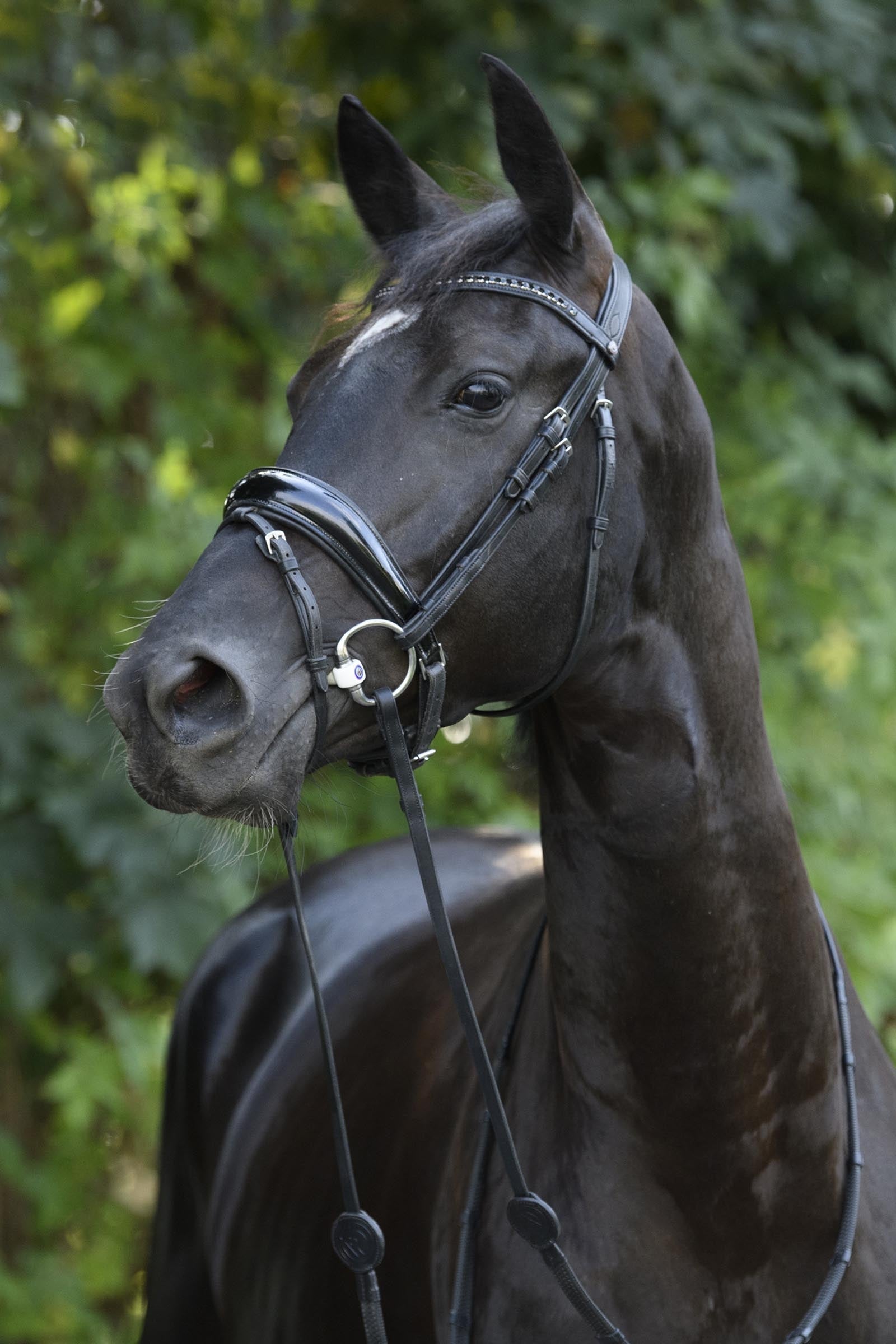 Trust Equestrian Rotterdam Large Patent Crank Bridle Bridles & Reins