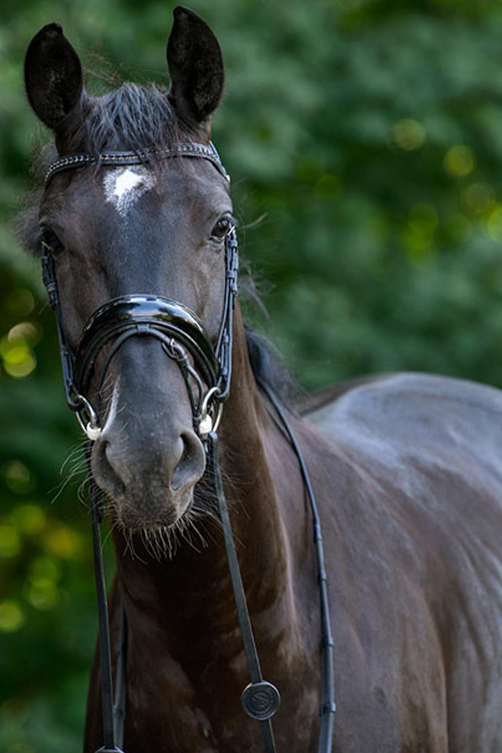 Trust Equestrian Rotterdam Large Patent Crank Bridle Bridles & Reins
