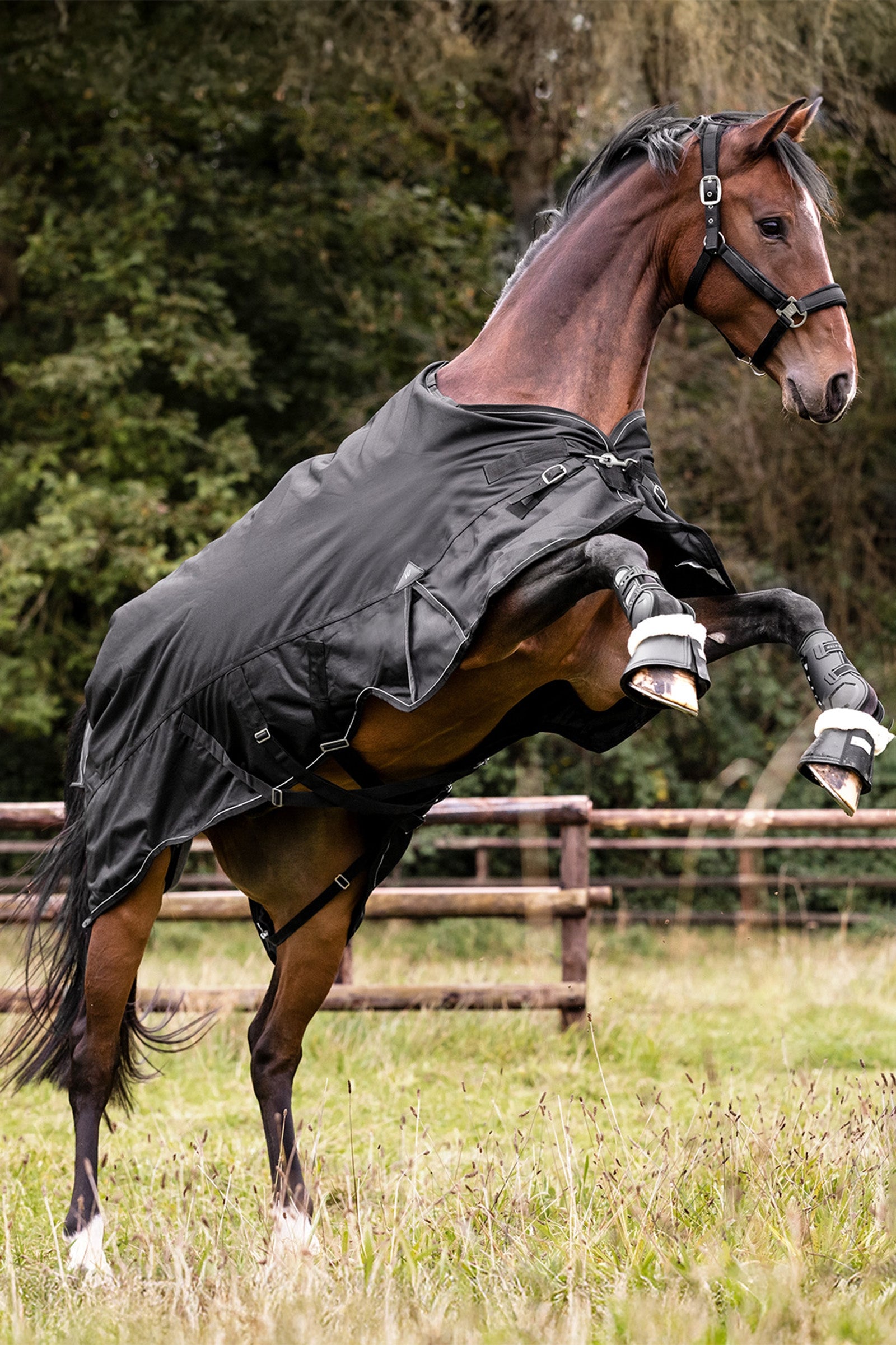 Waldhausen Outdoor Rug Scandic Multi-Layer 250 g/100 g Horse Rugs